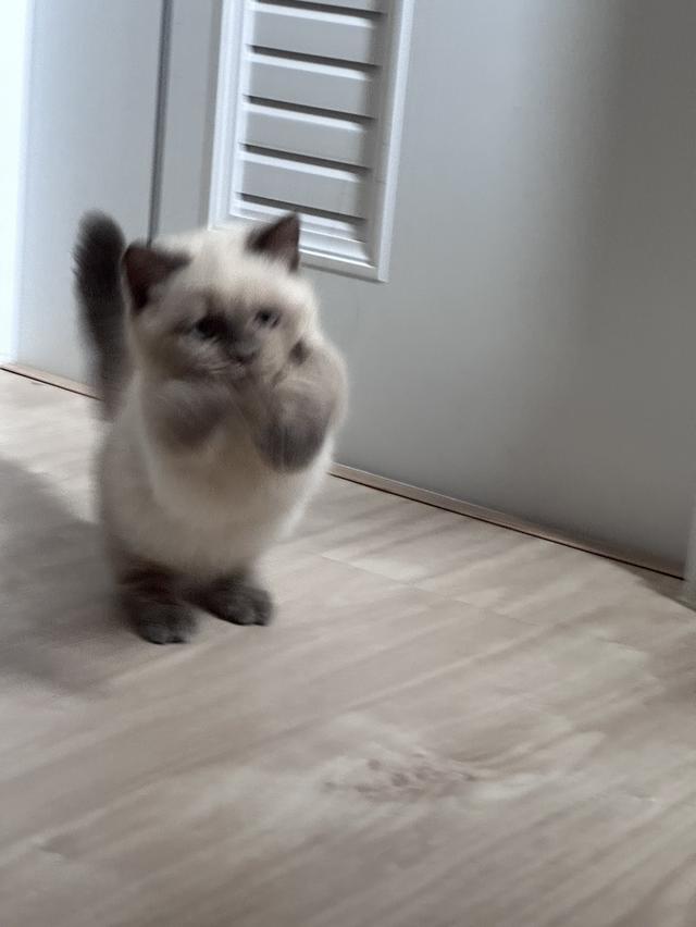 munchkin cat bluepoint