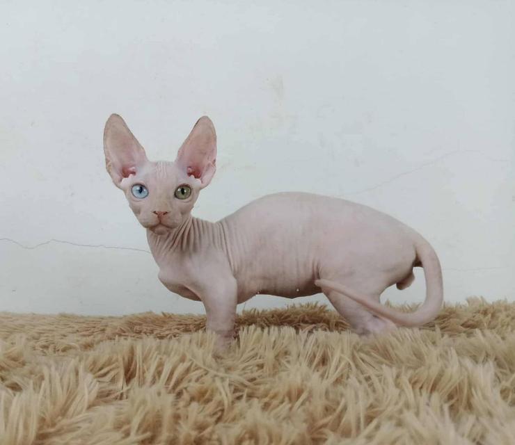 34.แมวแบมบิโน่/เพศผู้ Bambino Cat/Male  ตาสองสี/Odd-eyed