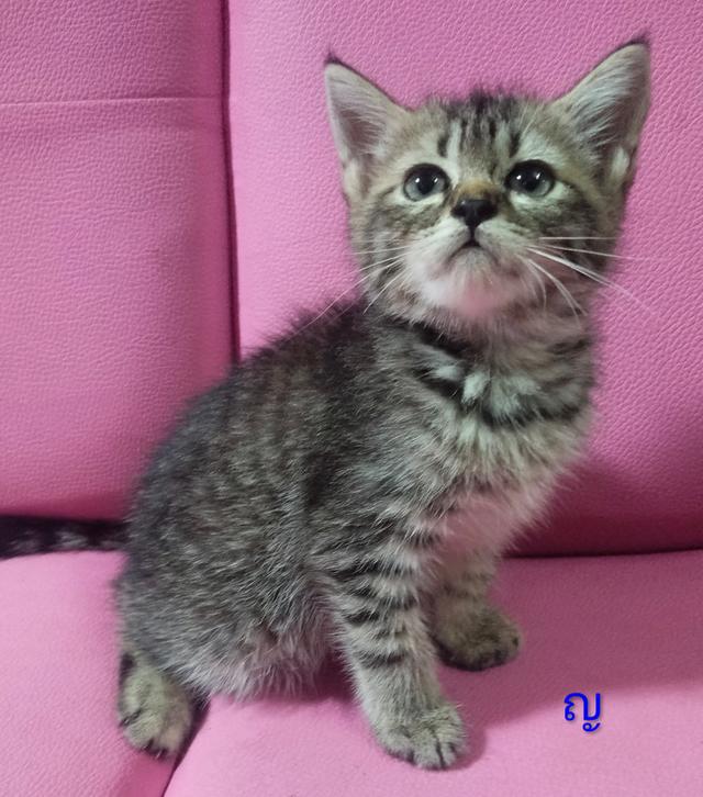 ขายแมวอเมริกันซ๊อตแฮร์😻