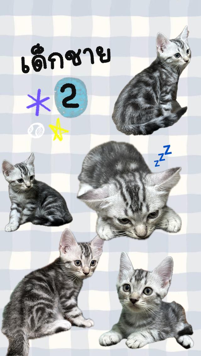 ลูกแมวอเมริกันช็อตแฮร์แท้ 2