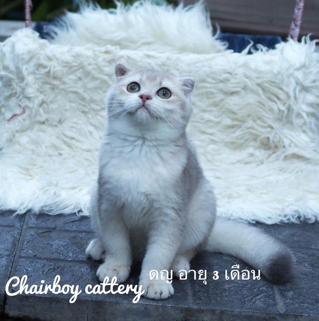 แมวพันธุ์ Scottish และ British shorthair