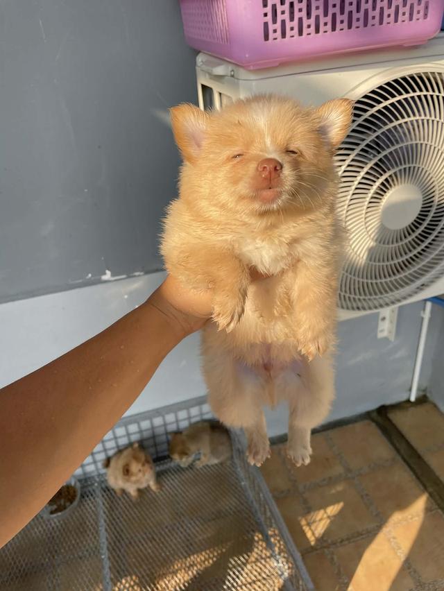 ปอมชิวาว่า ขนฟู กินเก่ง พร้อมย้าย รูปย่อยที่ 2