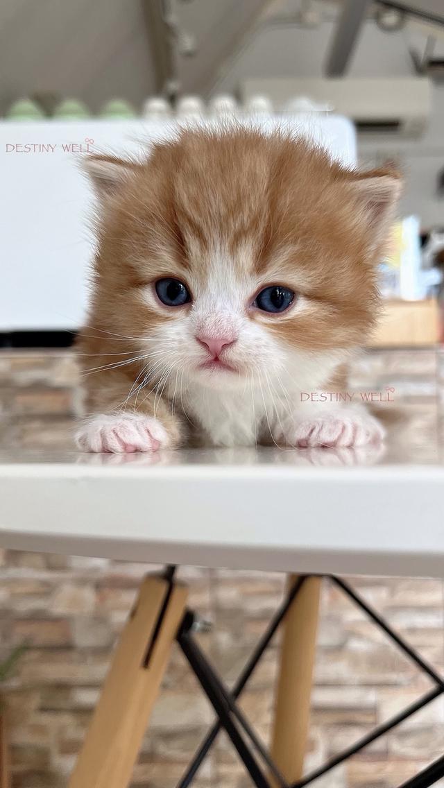 แมวสก๊อตติชแท้ พกใบเพดscfc เพศผู้