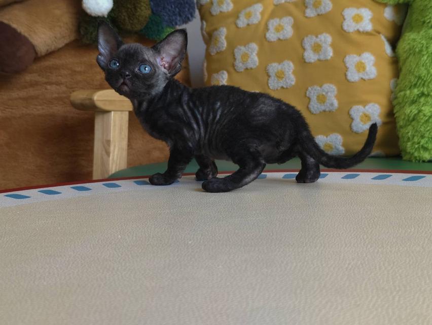 แมวเดวอนเร็กซ์ Devon rex Oscat cattery chiangmai รูปที่ 5