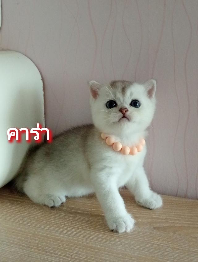 😺ลูกแมวสก็อตติชโฟล์ดแท้🐈🐈🐈