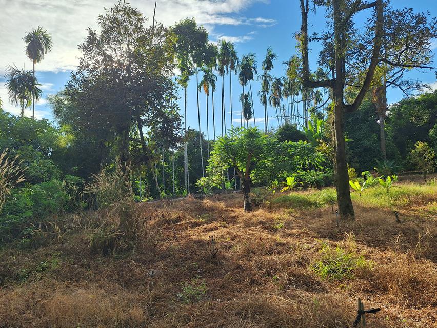 สวนทุเรียนแปลงเล็กระยอง 1