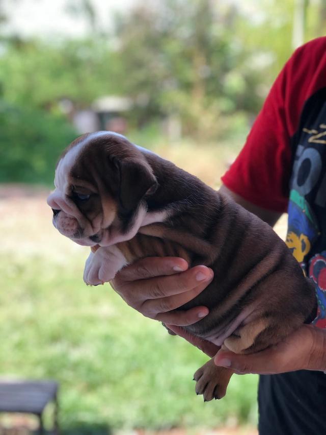 อิงลิชบลูด็อกเพศเมีย รูปที่ 2