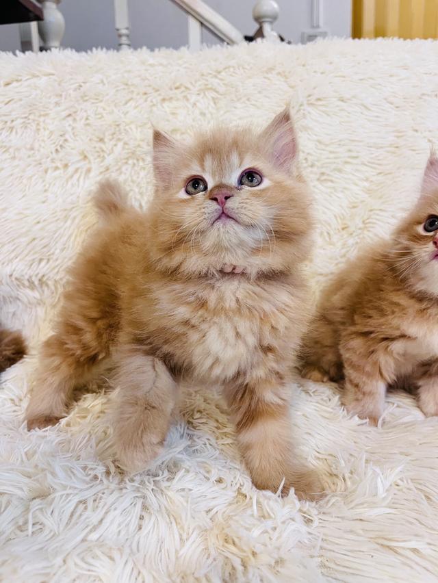 แมว เปอร์เซียสีส้ม สามสี รูปที่ 16