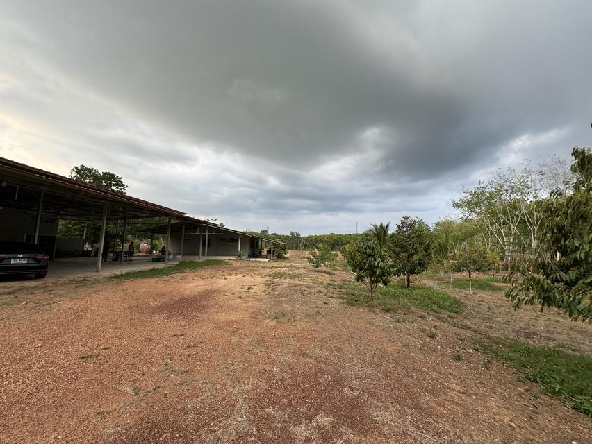 บ้านหลังใหญ่ พร้อมทุเรียน4ปี และสวนยางพารา 14