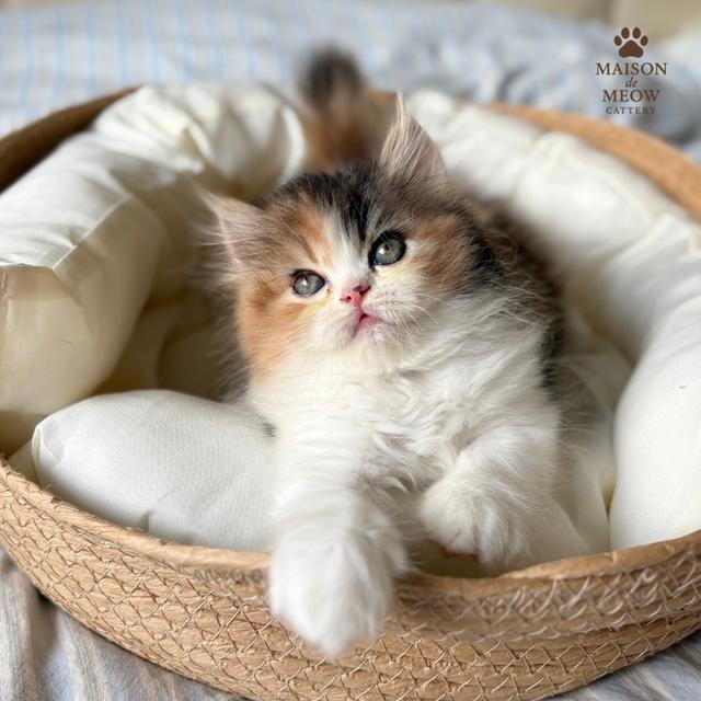 เปอร์เซียแท้ พร้อมย้าย 14/9 6