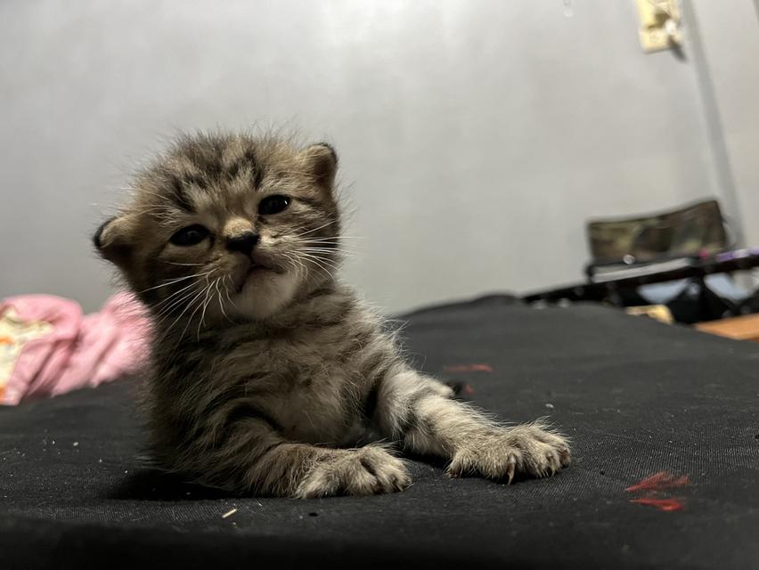 แมวสก็อตติส หูพับ นครสวรรค์