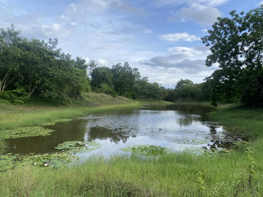 Land plot  1