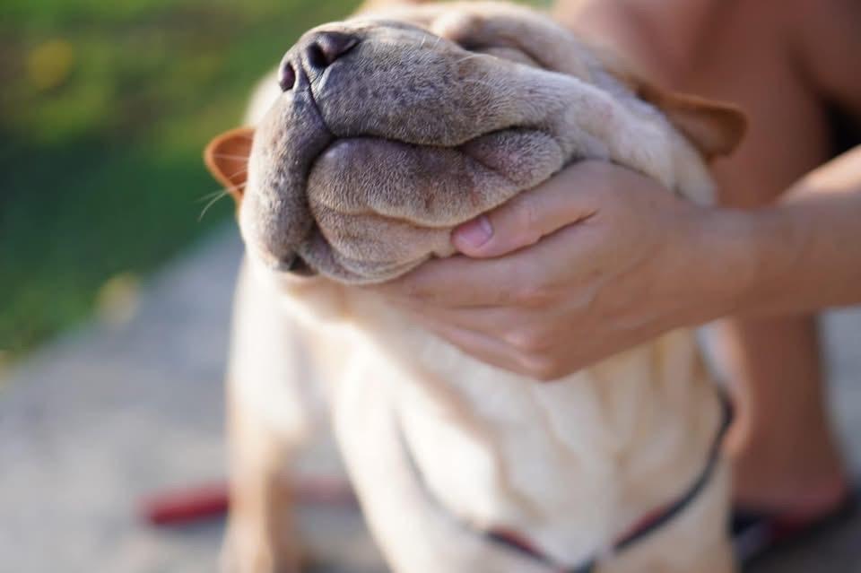 ขายสุนัขพันธุ์ Shar Pei  4