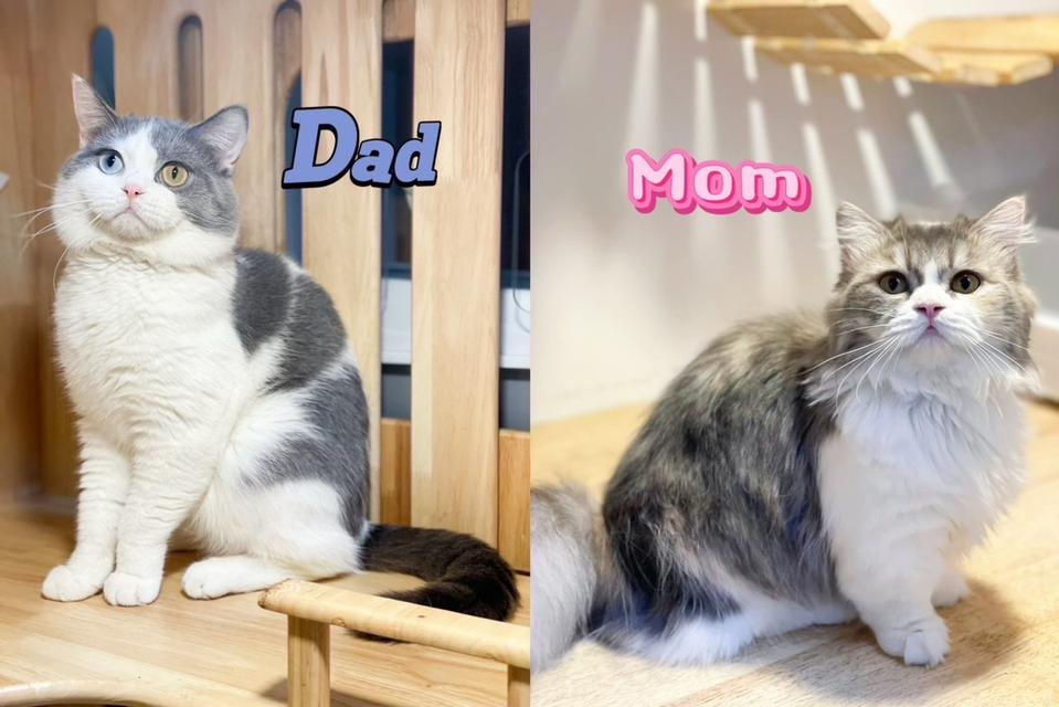 แมวขาสั้น 12