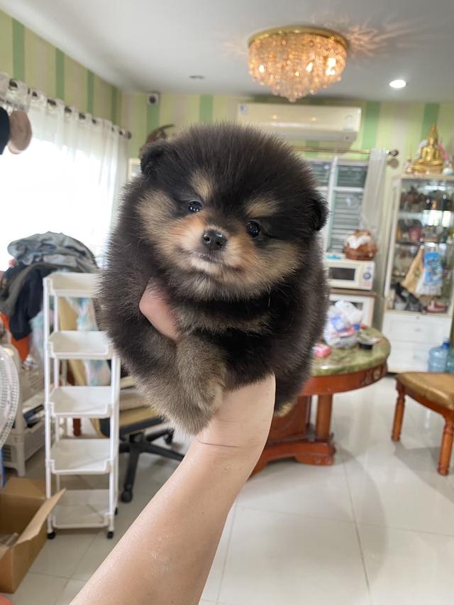 ปอมแท้ พร้อมส่ง มาดูตัวจริงได้ค่ะ
