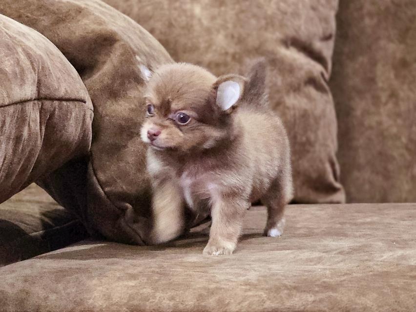 Chihuahua เพศเมียสีช็อค