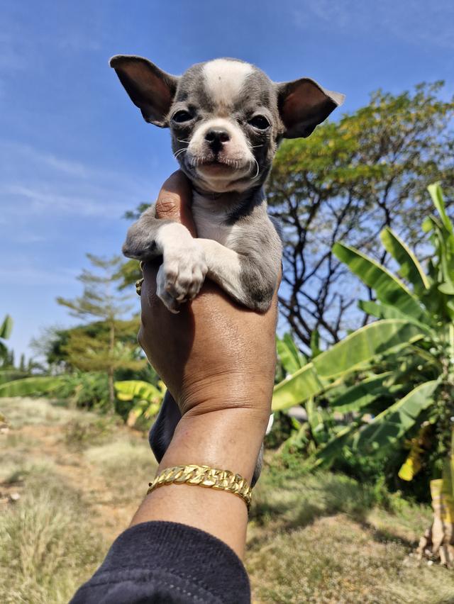 สุนัข สัตว์เลี้ยง ชิวาว่า หมาพันธุ์เล็ก รูปที่ 2