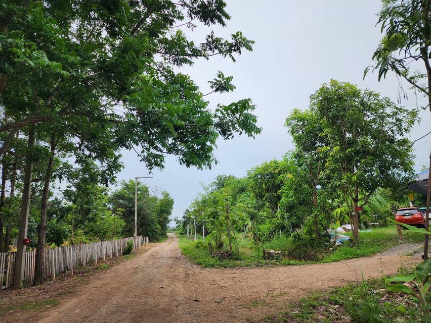 ขาย ที่ดินราคาถูก จ.ปทุมฯ อ.หนองเสือ ต.บึงกาสาม ขนาด 100 ตรว. 3