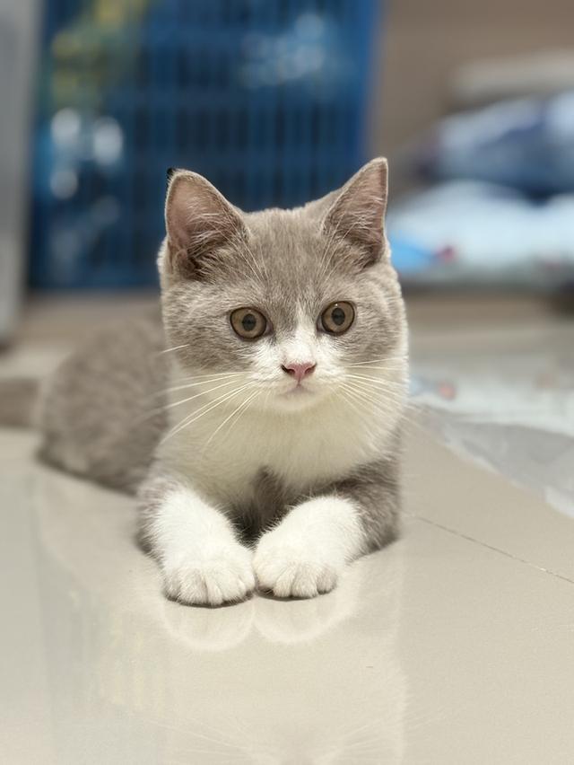 แมว British shorthair ติดจอง