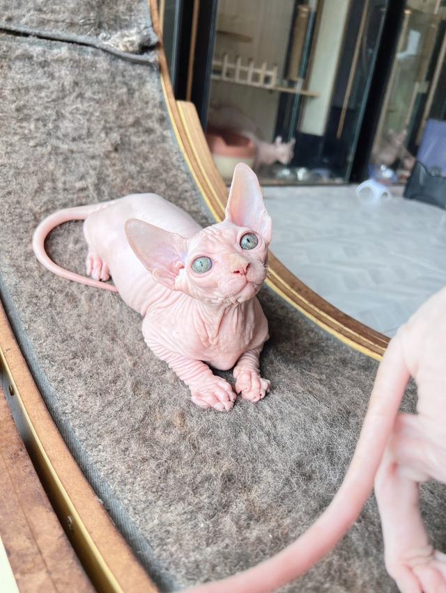 น้องเเมวสฟิงซ์ ตัวผู้ ขายาวหูตั้งวีขาว