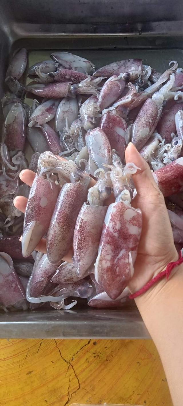 ปลาหมึกสด ราคาถูก