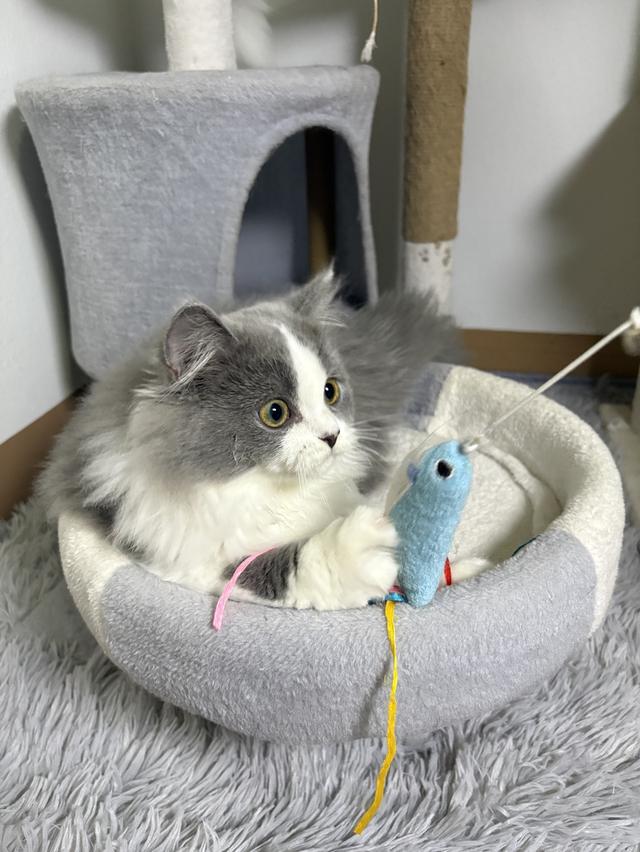 ดช สก็อตติช ลองแฮร์ 6