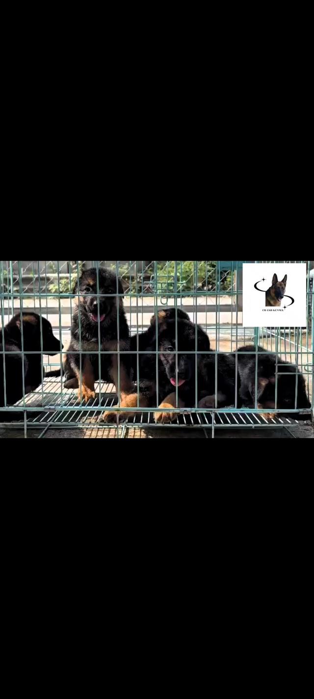 ลูกสุนัขเยอรมันเชพเพิร์ด สุนัขตำรวจ K9