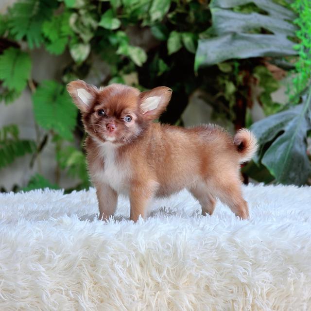 Chihuahuaเพศเมียขนยาวไซส์เล็ก 4