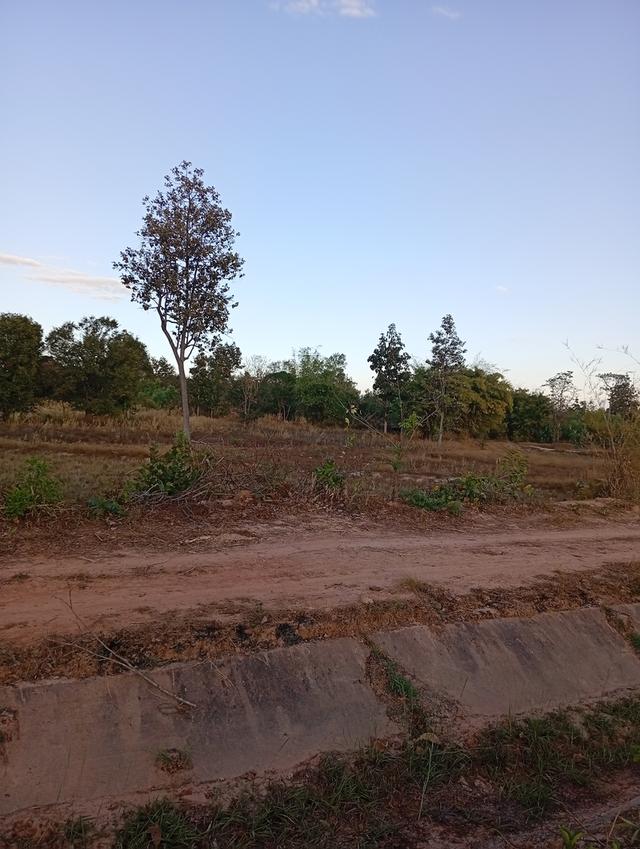 ที่ดินทุ่งนา 31 ไร่ 2 งาน 39 ตารางวา นส3. ติดคลองชลประทาน ใกล้ปั๊มน้ำมัน ห่างโรงพยาบาลโขงเจียม7กม. จ.อุบลราชธานีโขงเจียม รูปที่ 6