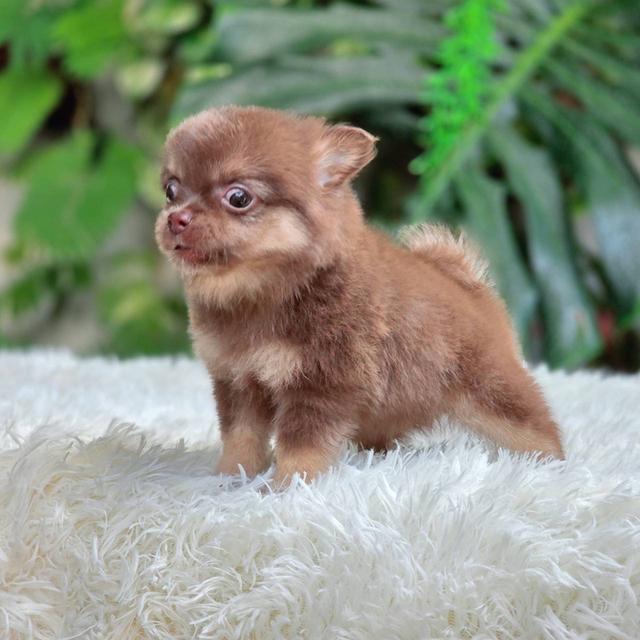 ชิวาวาแท้ ขนยาวสีช็อค เพศผู้