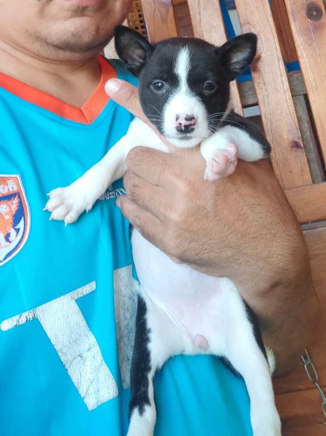 ขายลูกสุนัข Basenji หลายสีหลายแบบ 3