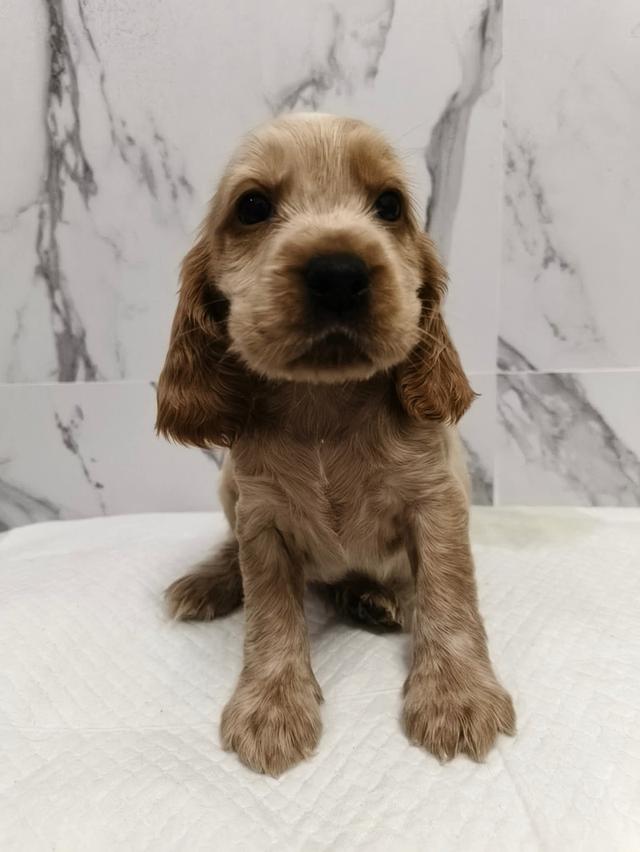 ลูกสุนัขพันธุ์อิงลิชค็อกเกอร์สเปเนียล 4