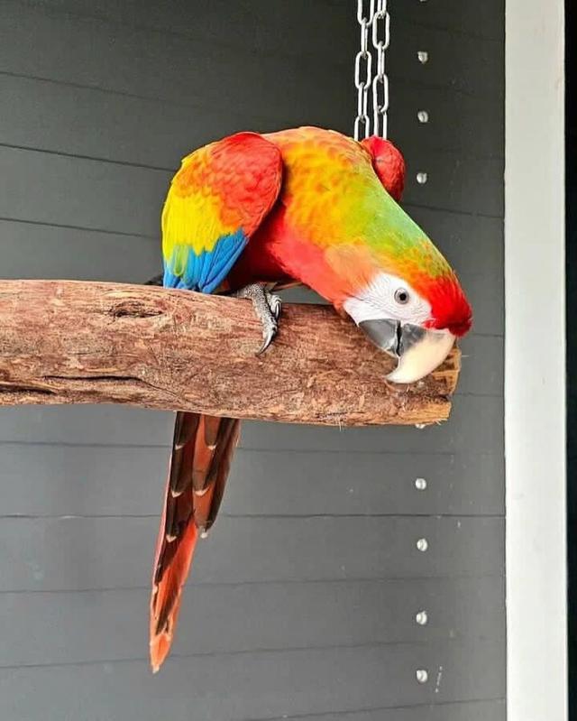 Scarlet Macaw Parrots  WhatsApp me : +66 63 826 3042 รูปที่ 3