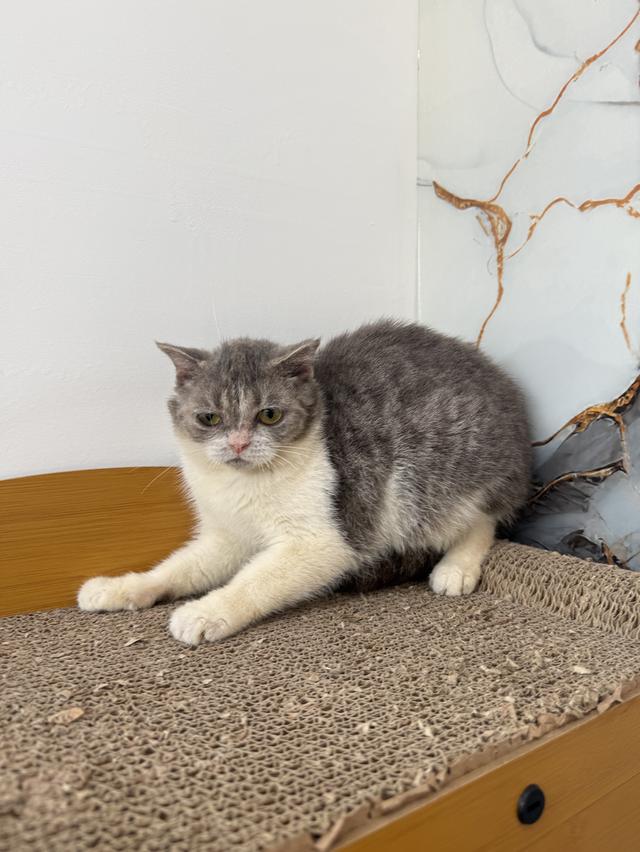 ลูกแมวพันธุ์สก๊อตติชแท้ รูปที่ 5