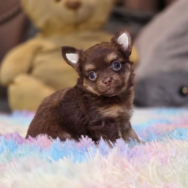 Chihuahuaขนยาวสีช็อค 3