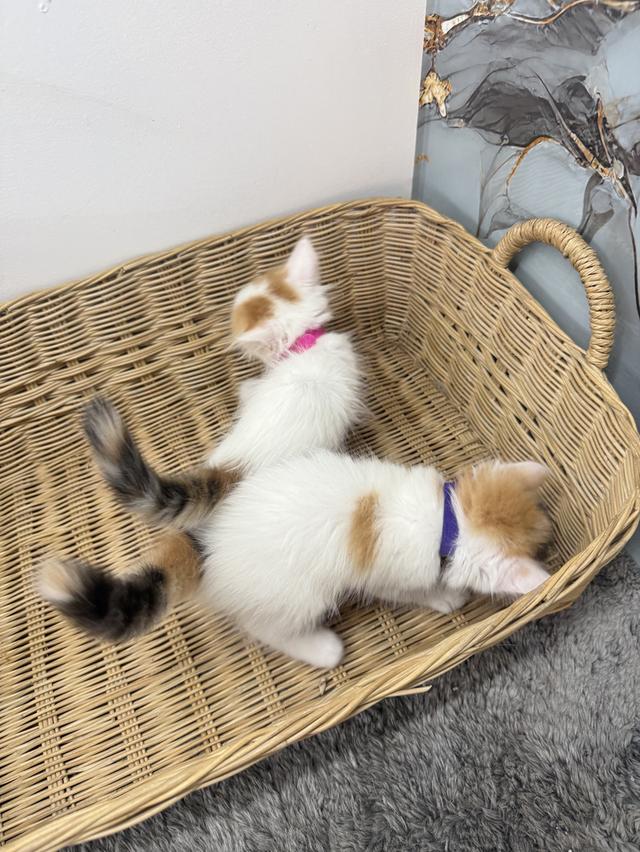 ลูกแมวพันธุ์สก๊อตติช รูปที่ 3