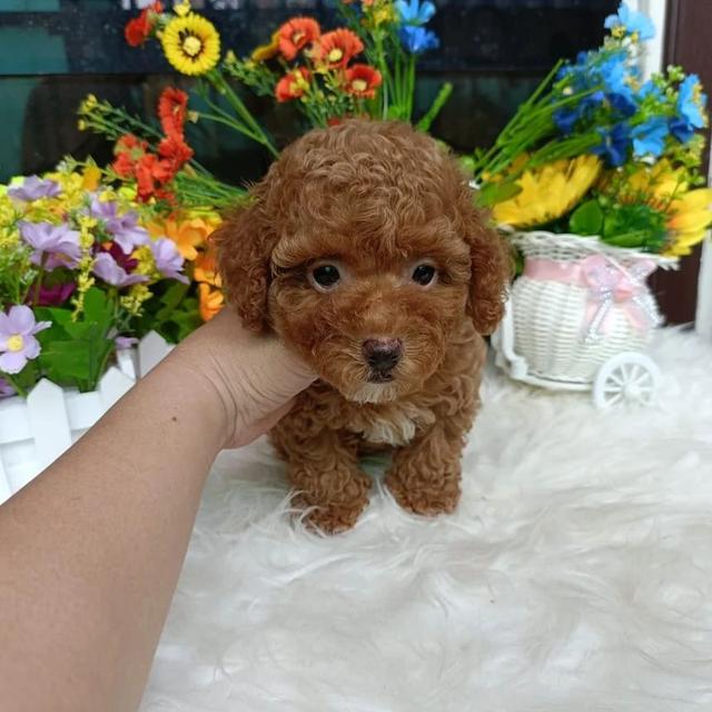 Poodle puppies here for Sale