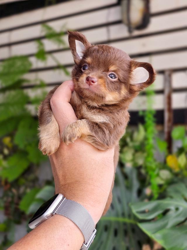 น้องเคเรน ชิวาวาขนยาวสีช็อคเพศเมีย 6