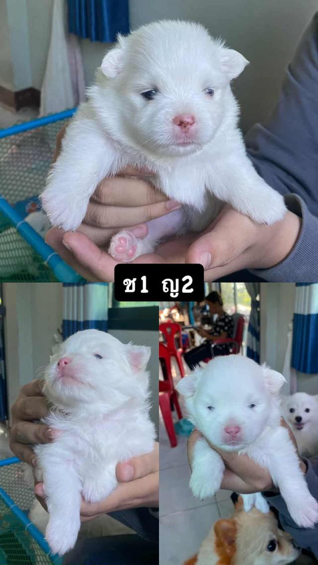 ขายลูกสุนัขพันธุ์ปอม