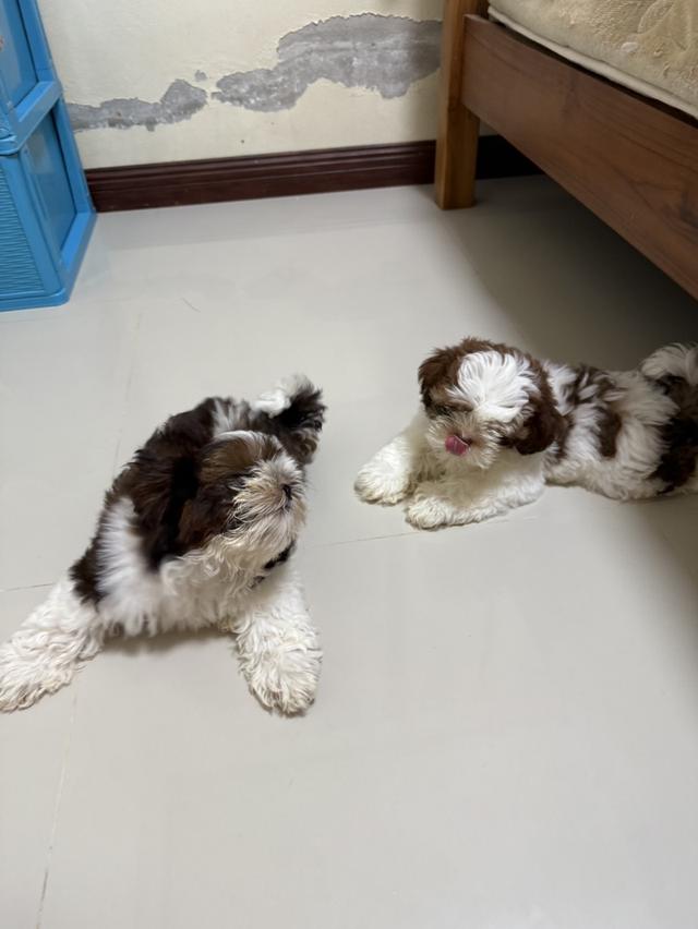ชิสุ เพศผู้ เพศเมีย