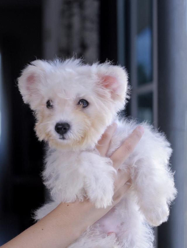 ลูกสุนัขบิชองพู Bichon poo