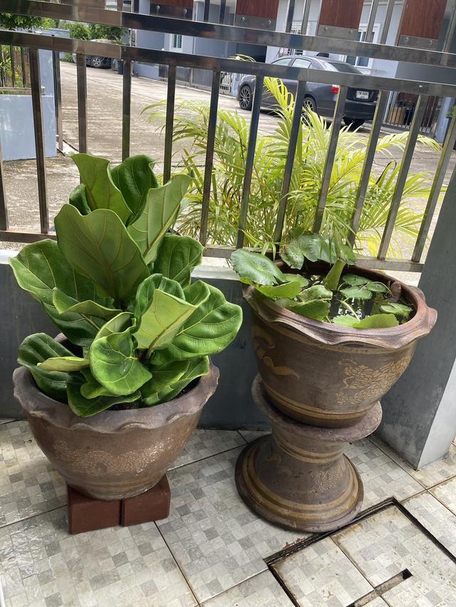 ขายบ้านทาวเฮาส์ 1 ชั้นทำเลทอง ตรงข้ามโรบินสันฉลอง บ้านหลังมุมหน้าสวนหน้าบ้านไม่ติดใครตกแต่งไว้พร้อมอยู่ 13