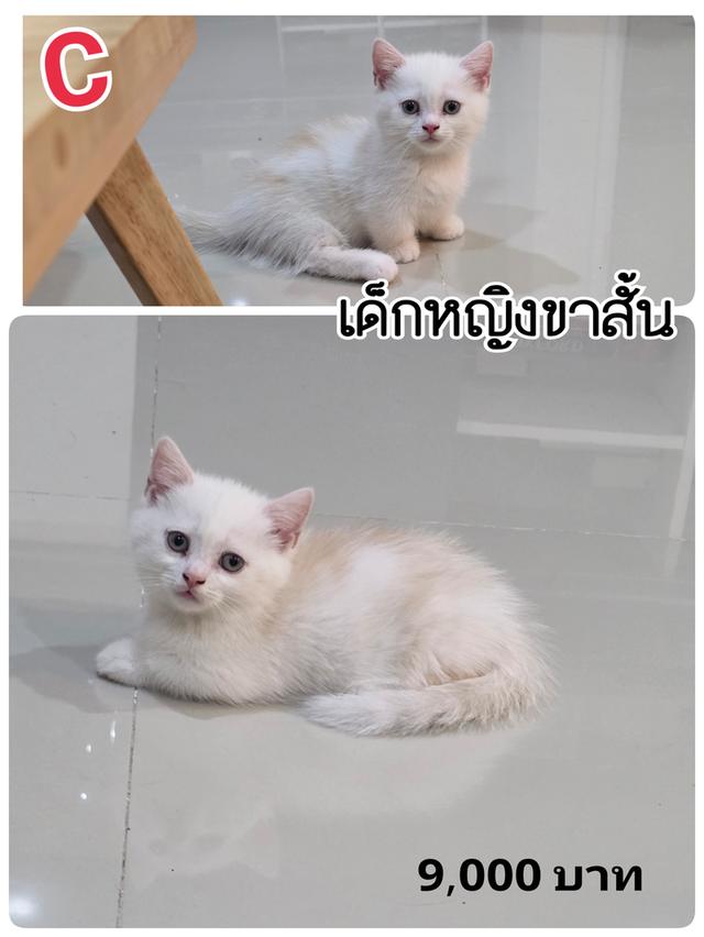 แมวมันช์กิ้น อายุ 2 เดือน 5