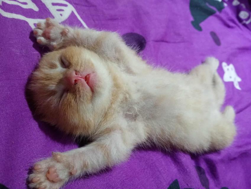 แมวเด็ก 2