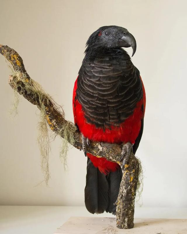 Dracula- Vulturine parrots ( Pesquet's parrot )