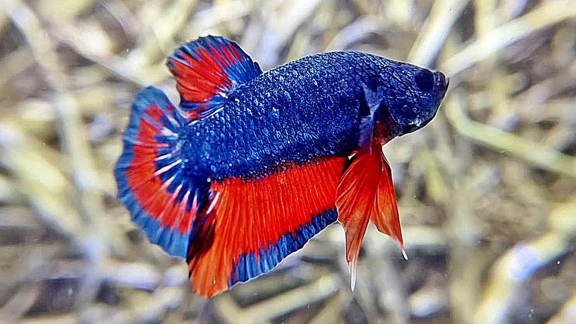 ปลากัดไทยสีพื้น