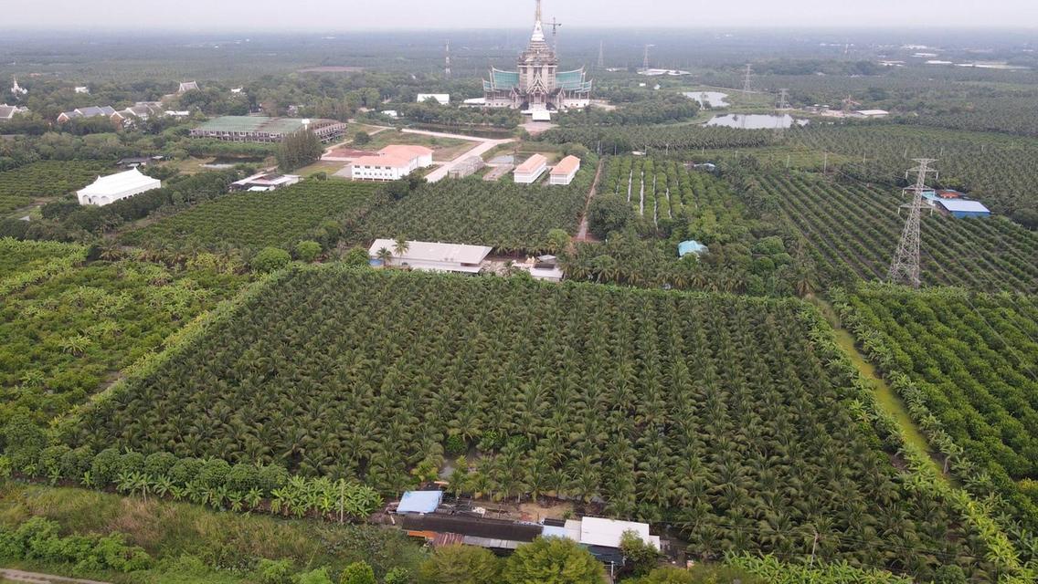 ขายที่ดินสวยเป็นที่สวน ติดหลังวัดหลวงพ่อสด ด้านหน้าติดถนนคลองชลประทาน ยาวประมาณ 600 เมตร ตำบลแพงพวย อำเภอดำเนินสะดวก จังหวัดราชบุรี ทั้งหมด 56 ไร่เศษ 10