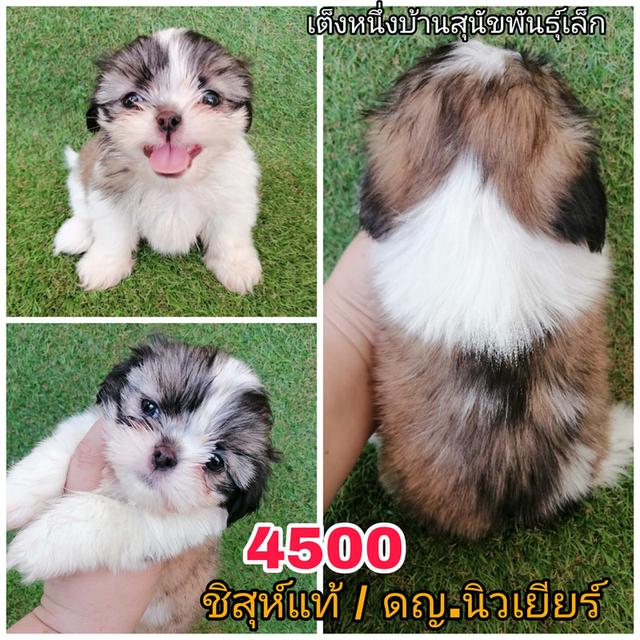 ชิสุห์เเท้ ฟอร์มดี เกรดสวย