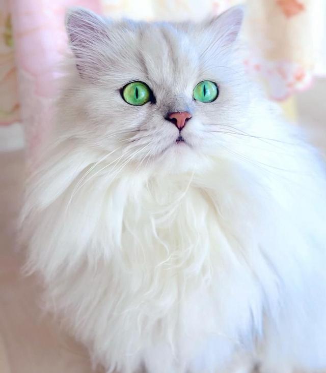 แมวเปอร์เซียสีตาสวย ฟอร์มสวยมาก 2