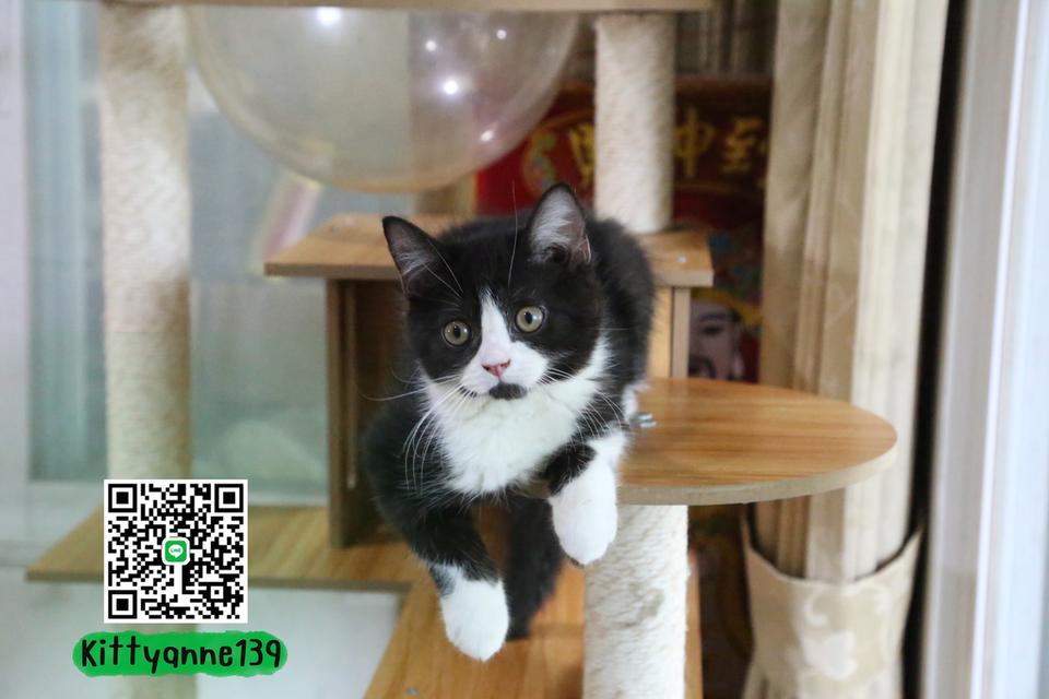 ลูกแมวบริติชหิมาลายันพร้อมย้ายบ้าน รูปที่ 6